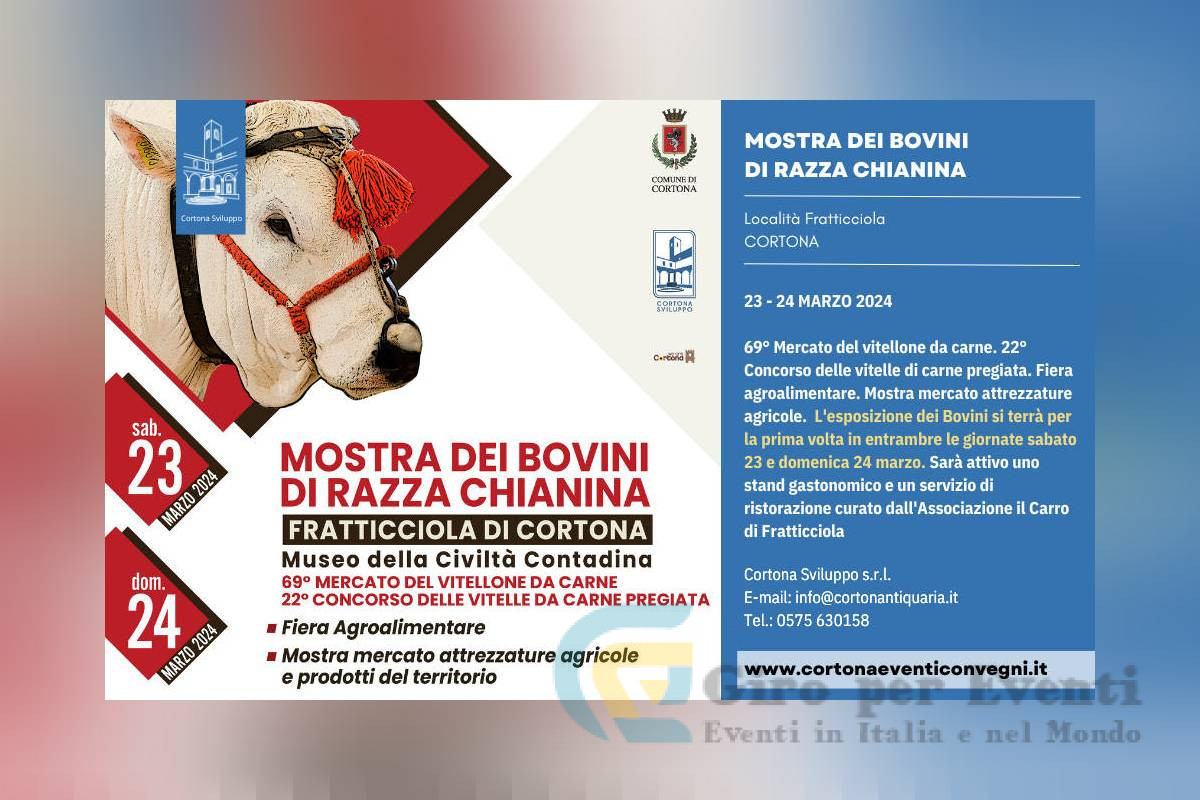 Mostra dei Bovini di Razza Chianina Cortona