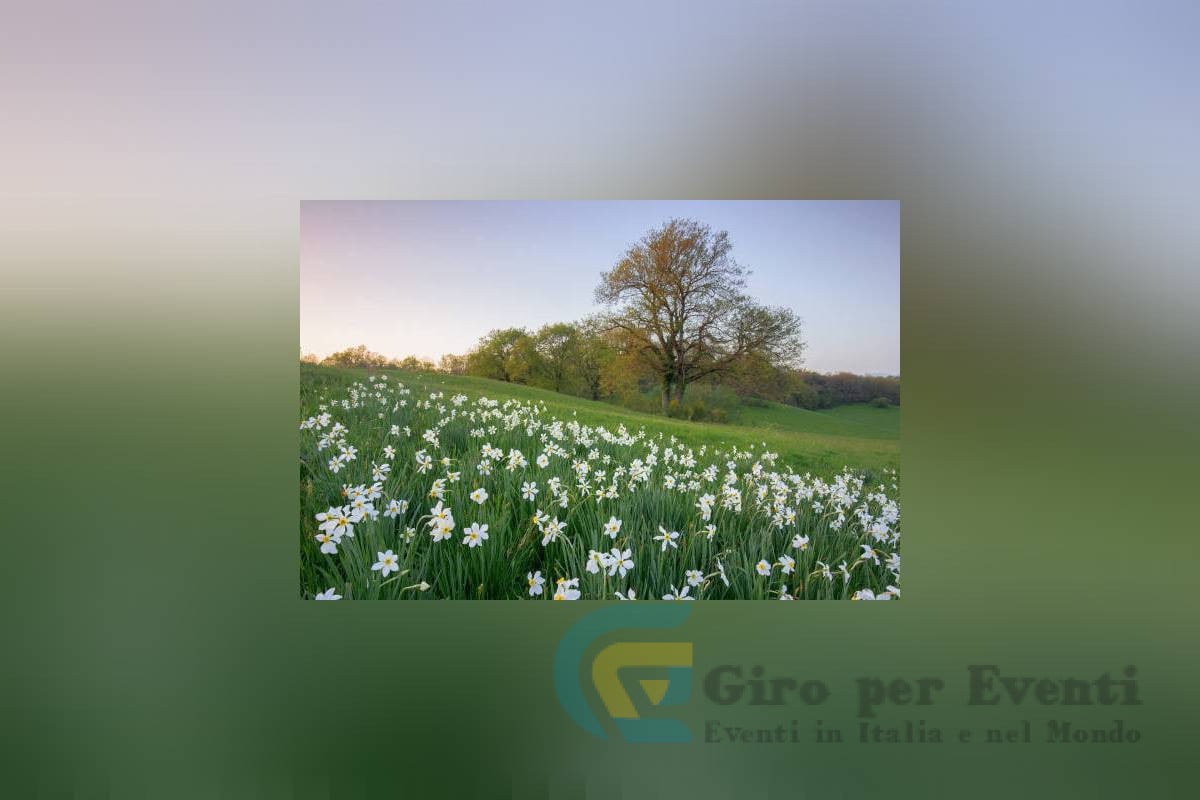 Alla Ricerca della Primavera a Rocca di Papa