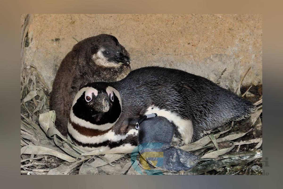 Nati al Bioparco 8 Fenicotteri e un Pinguino Roma