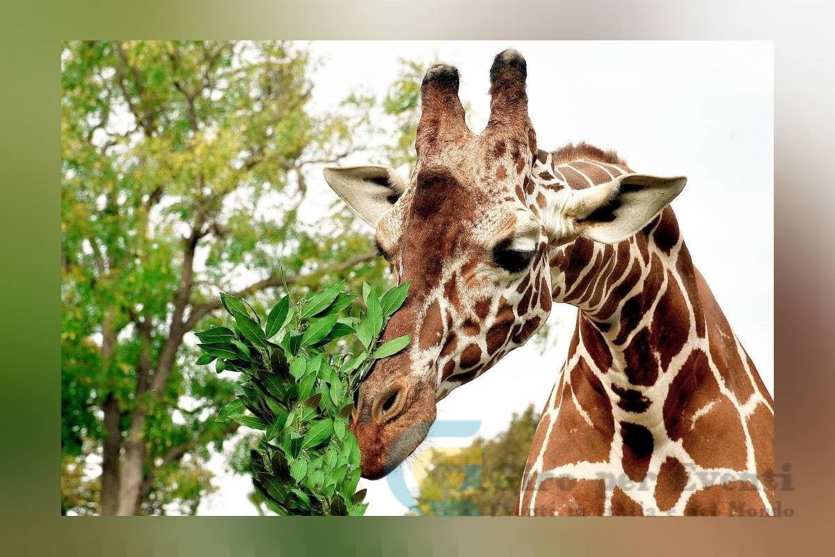 Al Bioparco Giornata evento Sua altezza la Giraffa Roma