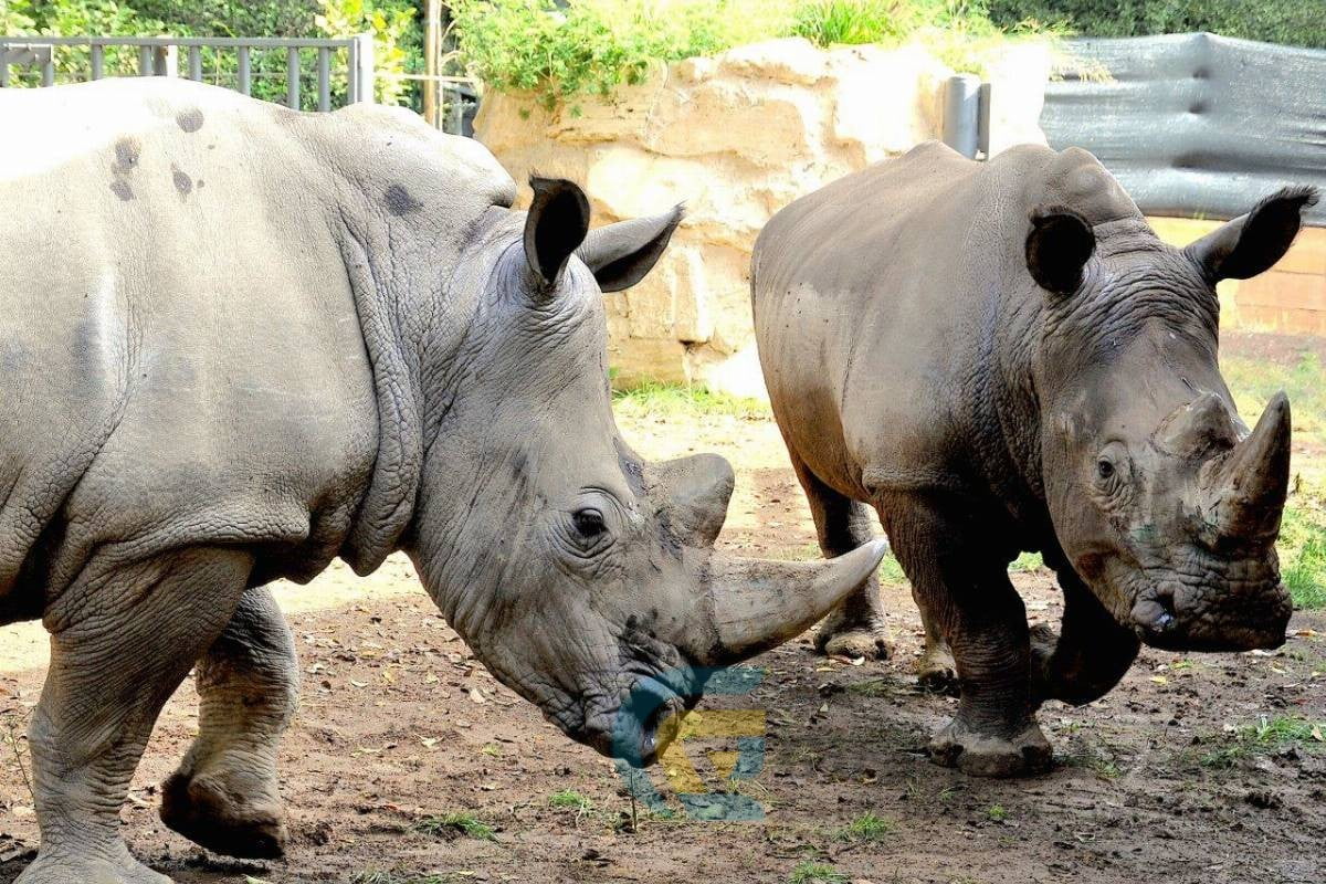 Giornata Internazionale del Rinoceronte al Bioparco di Roma