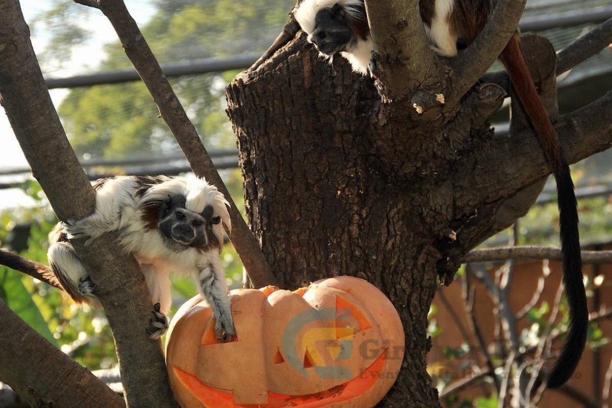 Halloween al Bioparco di Roma